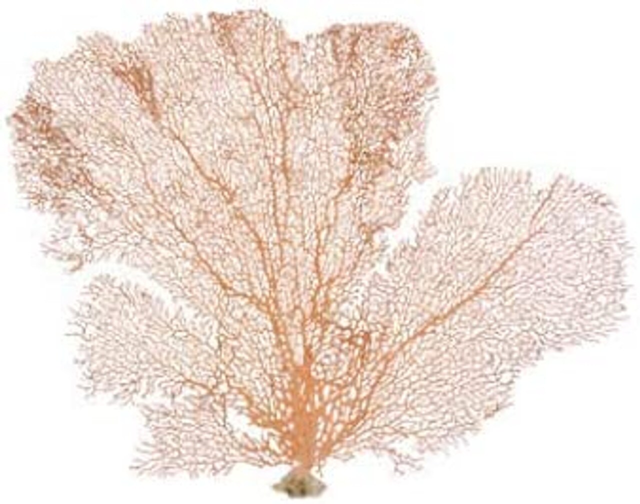 Sea Fan Coral 1 Orange Coral Sea Fan 7" to 10" Natural Real Piece of Coral Sea Fan for Decoration